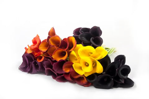 Mini Callas - Fall Pack (80 Stems)